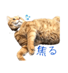 テキレオンラテ第2段（個別スタンプ：20）