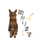 テキレオンラテ第2段（個別スタンプ：23）