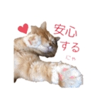 テキレオンラテ第2段（個別スタンプ：33）