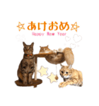 テキレオンラテ第2段（個別スタンプ：40）