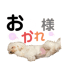 ワンダフル ぶぶすけ 2（個別スタンプ：3）