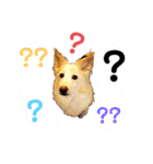 ワンダフル ぶぶすけ 2（個別スタンプ：4）