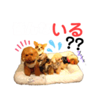 ワンダフル ぶぶすけ 2（個別スタンプ：12）