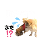 ワンダフル ぶぶすけ 2（個別スタンプ：14）