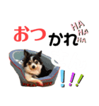 ワンダフル ぶぶすけ 2（個別スタンプ：16）
