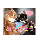 豆柴ちゃんたちの日常（個別スタンプ：1）
