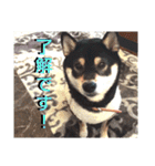 豆柴ちゃんたちの日常（個別スタンプ：2）
