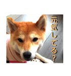 豆柴ちゃんたちの日常（個別スタンプ：3）