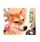 豆柴ちゃんたちの日常（個別スタンプ：5）