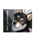 豆柴ちゃんたちの日常（個別スタンプ：6）