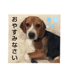 豆柴ちゃんたちの日常（個別スタンプ：7）
