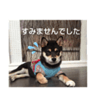豆柴ちゃんたちの日常（個別スタンプ：8）