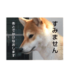 豆柴ちゃんたちの日常（個別スタンプ：9）