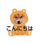 豆柴ちゃんたちの日常（個別スタンプ：13）
