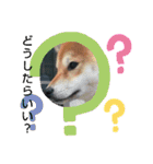 豆柴ちゃんたちの日常（個別スタンプ：15）