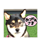 豆柴ちゃんたちの日常（個別スタンプ：18）