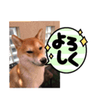 豆柴ちゃんたちの日常（個別スタンプ：21）