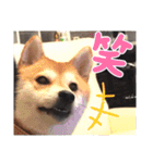 豆柴ちゃんたちの日常（個別スタンプ：23）