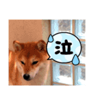豆柴ちゃんたちの日常（個別スタンプ：24）