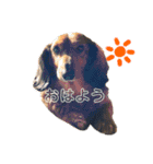 GINO⭐︎⭐︎（個別スタンプ：13）