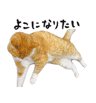 猫のミルトン 実写 3（個別スタンプ：16）