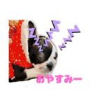 ボストンテリアウメさん達のスタンプ1（個別スタンプ：1）