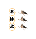 ボストンテリアウメさん達のスタンプ1（個別スタンプ：3）