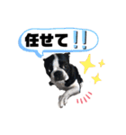 ボストンテリアウメさん達のスタンプ1（個別スタンプ：5）