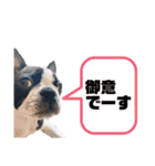ボストンテリアウメさん達のスタンプ1（個別スタンプ：8）