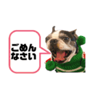 ボストンテリアウメさん達のスタンプ1（個別スタンプ：15）