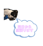 ボストンテリアウメさん達のスタンプ1（個別スタンプ：30）