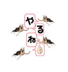 ボストンテリアウメさん達のスタンプ1（個別スタンプ：31）
