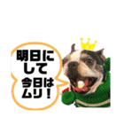 ボストンテリアウメさん達のスタンプ1（個別スタンプ：36）