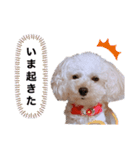 あたしの愛犬（個別スタンプ：14）