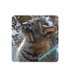 保護猫黒ちゃんと愉快な仲間たち2（個別スタンプ：2）