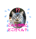 保護猫黒ちゃんと愉快な仲間たち2（個別スタンプ：6）