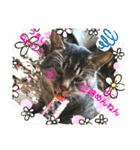 保護猫黒ちゃんと愉快な仲間たち2（個別スタンプ：8）