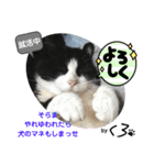 保護猫黒ちゃんと愉快な仲間たち2（個別スタンプ：13）