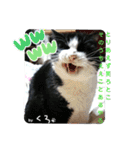 保護猫黒ちゃんと愉快な仲間たち2（個別スタンプ：14）