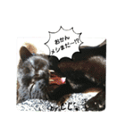 保護猫黒ちゃんと愉快な仲間たち2（個別スタンプ：15）