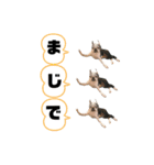 ボストンテリアウメのスタンプ2（個別スタンプ：7）