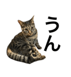 キジ猫ミミちゃんまっしぐら（個別スタンプ：1）
