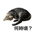 キジ猫ミミちゃんまっしぐら（個別スタンプ：3）