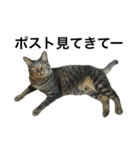 キジ猫ミミちゃんまっしぐら（個別スタンプ：9）