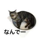 キジ猫ミミちゃんまっしぐら（個別スタンプ：11）