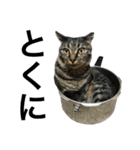 キジ猫ミミちゃんまっしぐら（個別スタンプ：13）
