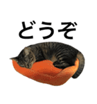 キジ猫ミミちゃんまっしぐら（個別スタンプ：15）