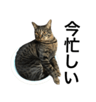 キジ猫ミミちゃんまっしぐら（個別スタンプ：16）