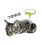 キジ猫ミミちゃんまっしぐら（個別スタンプ：17）