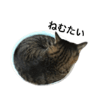 キジ猫ミミちゃんまっしぐら（個別スタンプ：18）